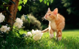 Factores de Transferancia sugeridos para animales como Gatos